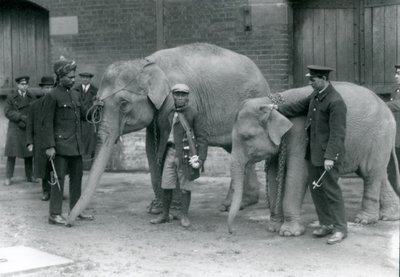 Éléphants birmans avec le gardien Jack Milbourne, Syed Ali (à gauche) et San Dwe (au centre), Zoo de Londres, mai 1923 - Frederick William Bond